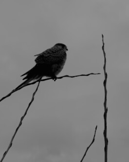 Simon Gerlinger – DIARY