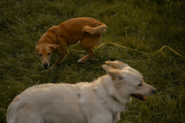 Simon Gerlinger – DIARY