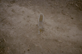 Simon Gerlinger – DIARY