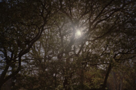 Simon Gerlinger – DIARY