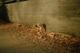 Simon Gerlinger – DIARY