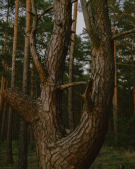 Simon Gerlinger – DIARY