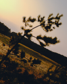 Simon Gerlinger – DIARY