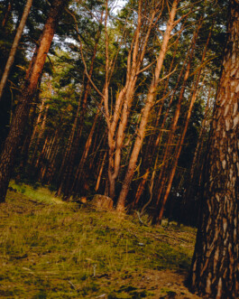 Simon Gerlinger – DIARY